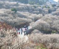 陆河东坑梅园梅花全面盛开