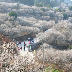 陆河东坑梅园梅花全面盛开